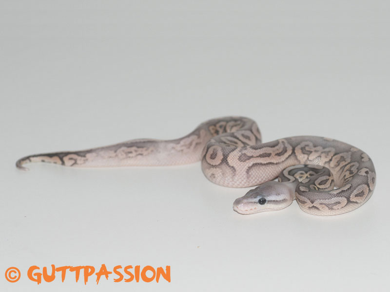 Cinnamon Het Red Axanthic Orange Ghost Pastel