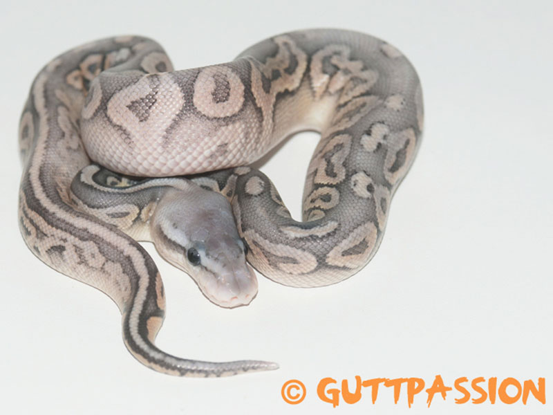 Cinnamon Het Red Axanthic Orange Ghost Pastel