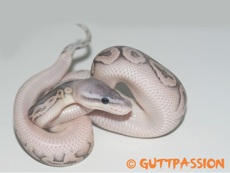 Cinnamon Het Red Axanthic Orange Ghost Pastel