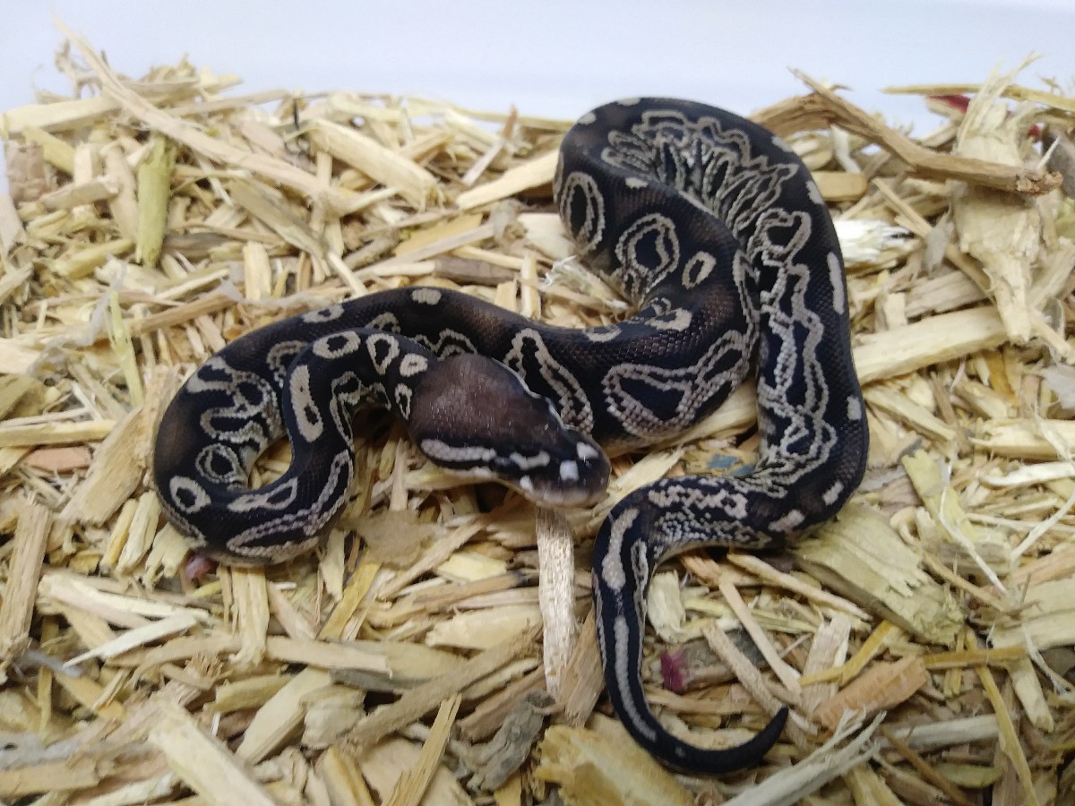 Cinnamon Het Red Axanthic Vanilla