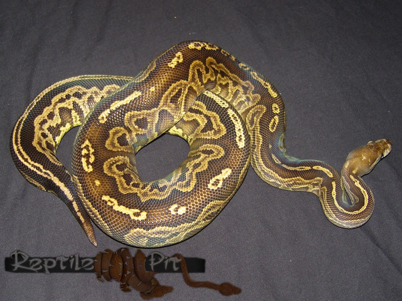 Cinnamon Het Red Axanthic