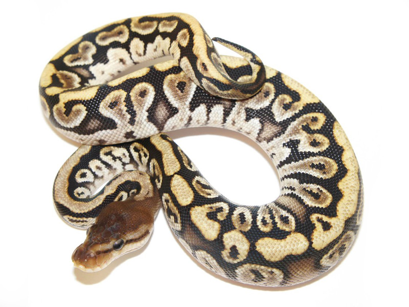 Питон гранит. Питон мать. Питон Pastel lesser Spotnose Leopard. Ball Python Granite. Питон ньютон