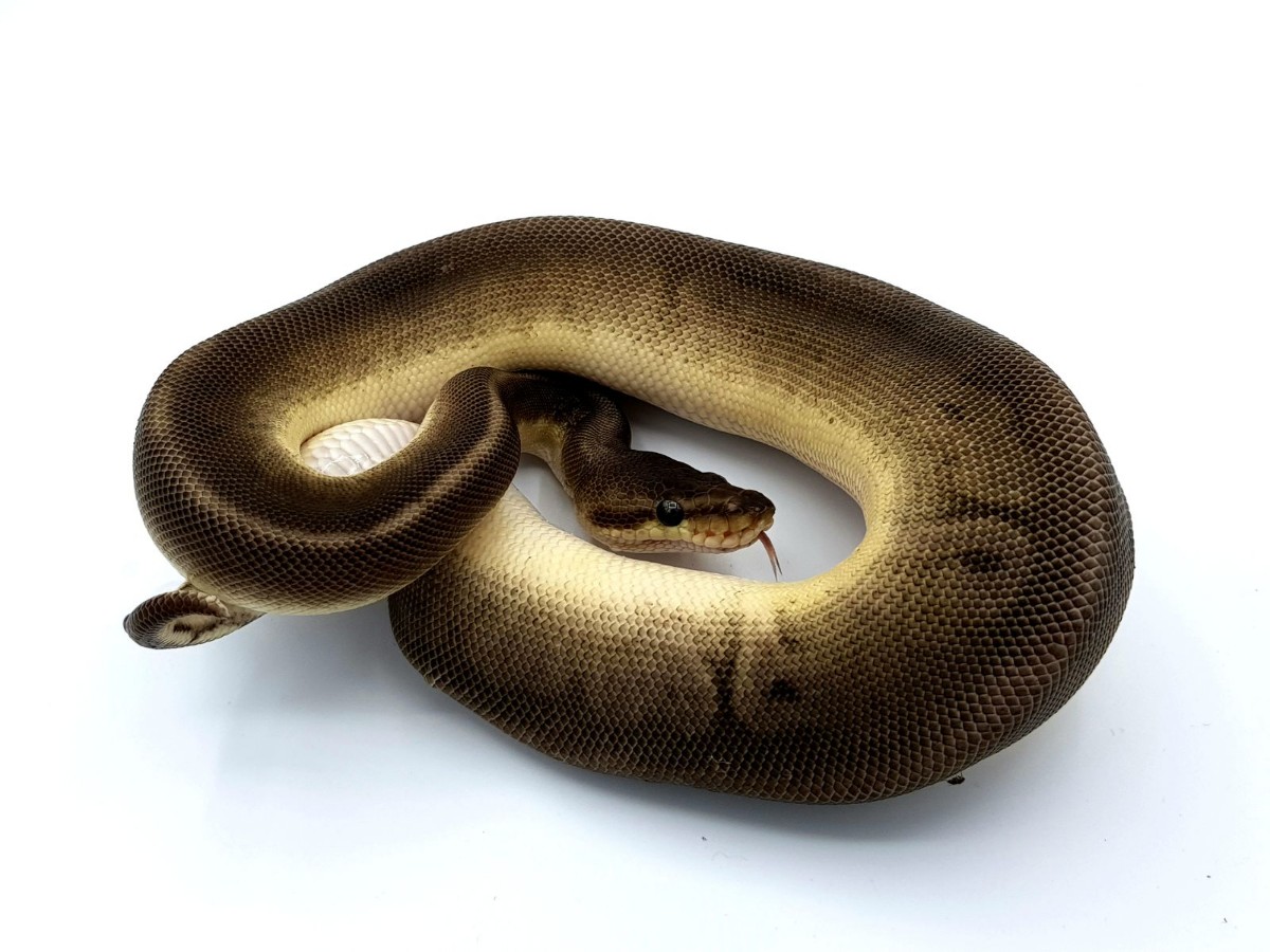 Cinnamon Hidden Gene Woma Lesser Pastel