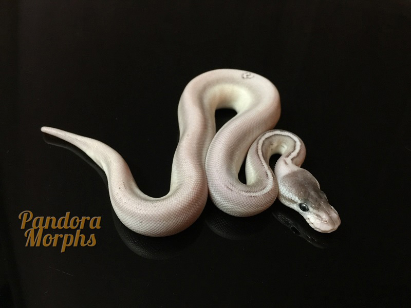 Lesser Super Cinnamon Ball Python
