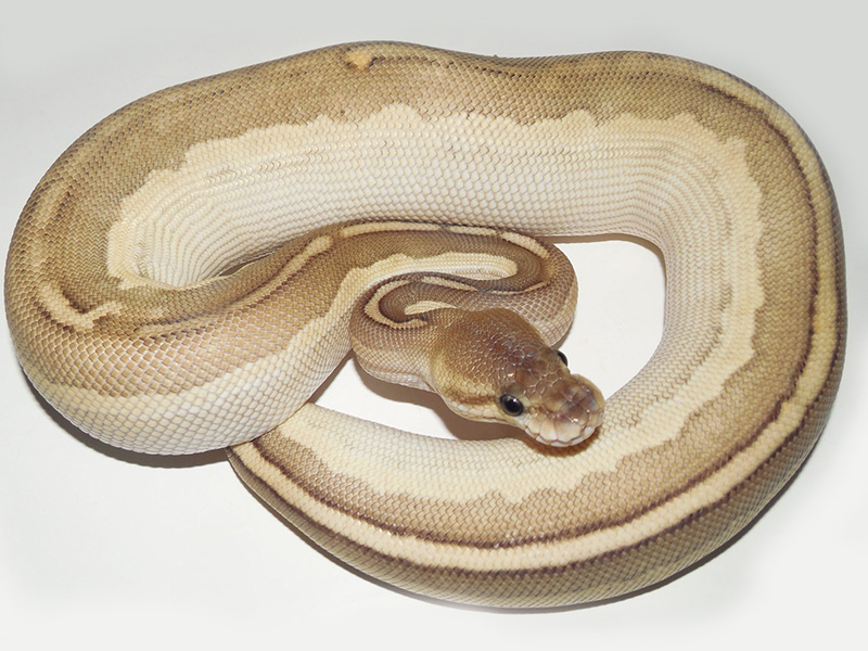 Cinnamon Huffman Lesser