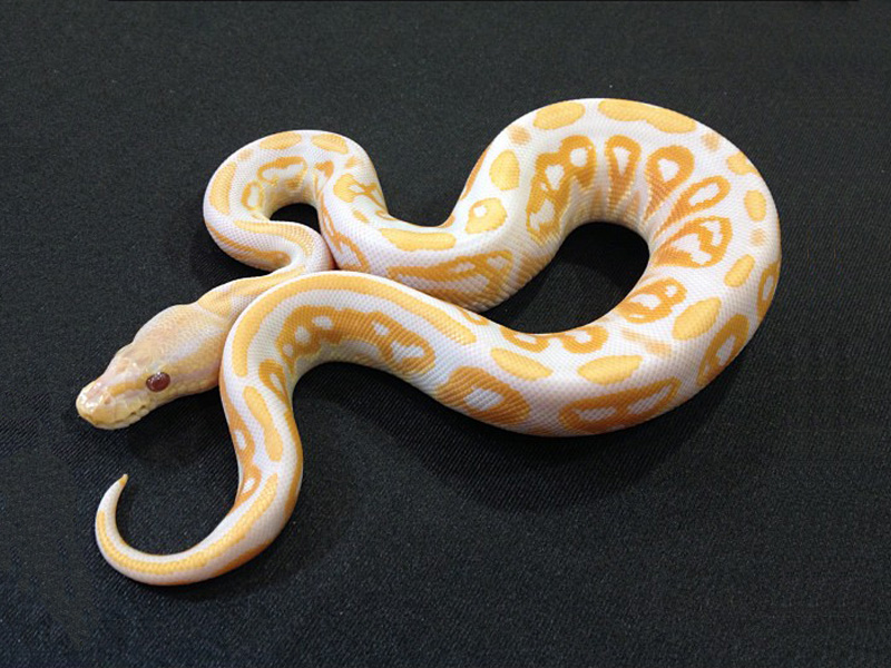 Cinnamon Lavender Albino