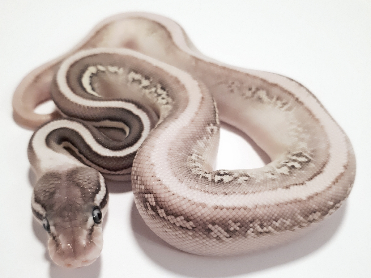 Cinnamon Leopard Lesser Super Pastel