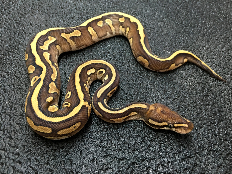 Morph List - World of Ball Pythons