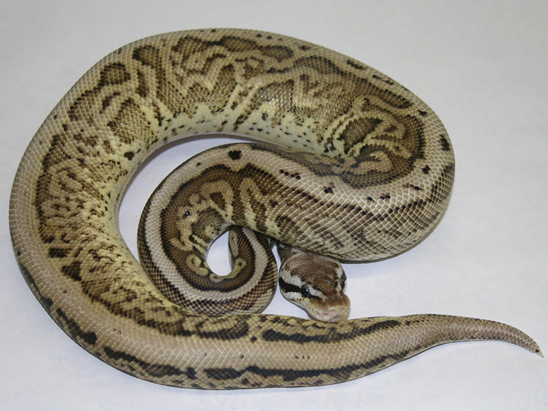 Cinnamon Leopard Pastel Spotnose