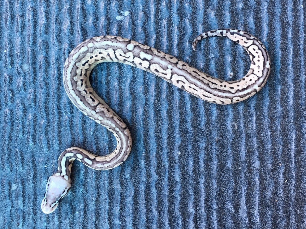 Cinnamon Leopard Pastel Woma