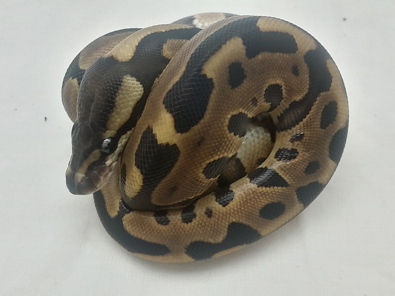 Cinnamon Leopard