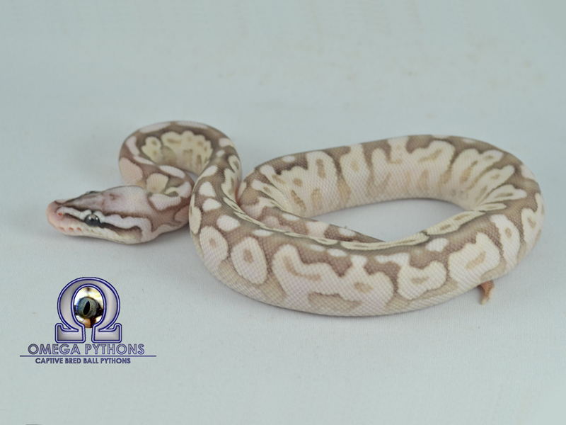 Cinnamon Lesser Pastel Spider