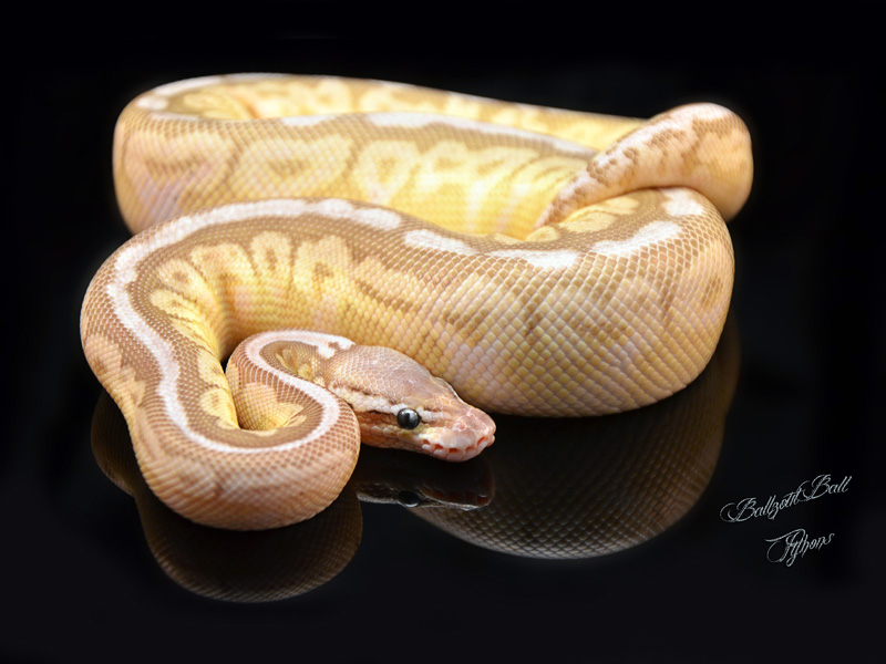 Cinnamon Lesser Pastel Spider