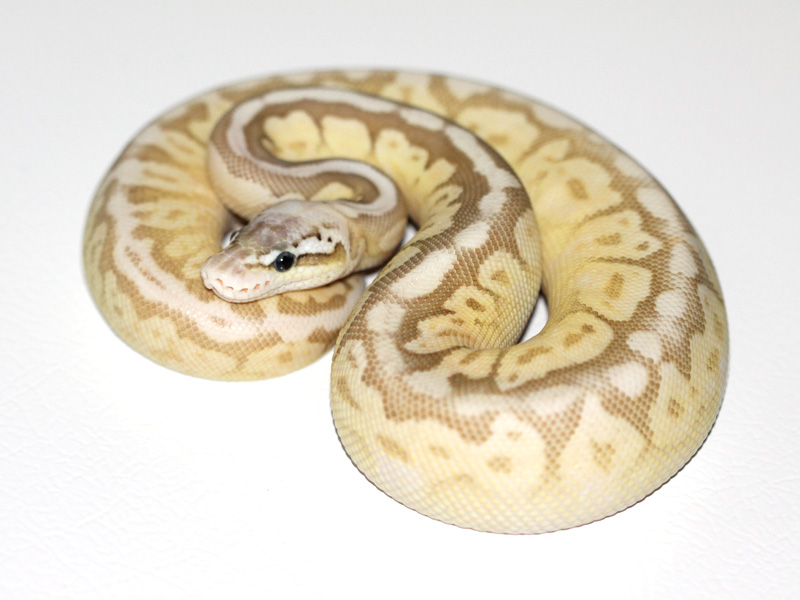 Cinnamon Lesser Pastel Spider