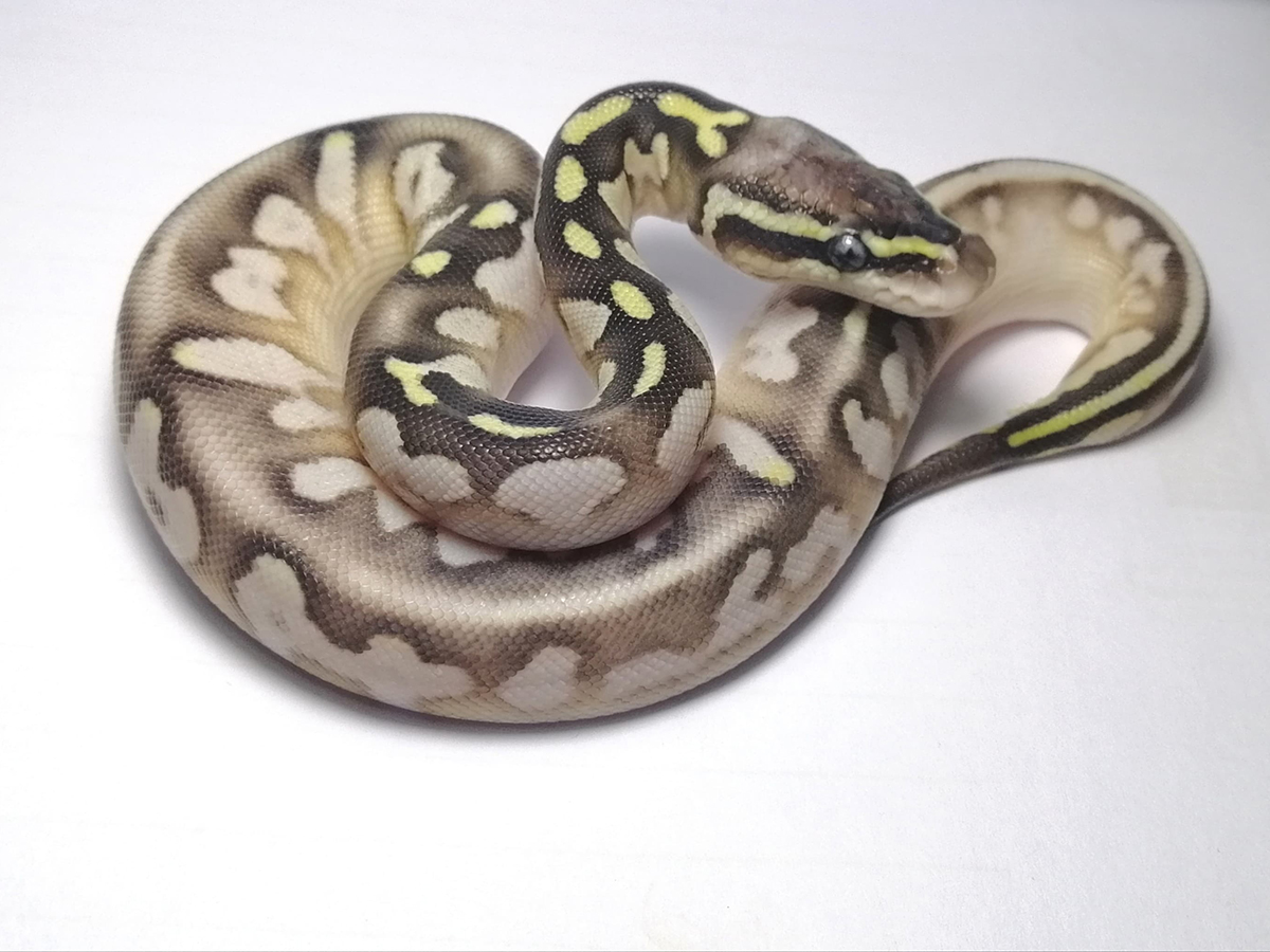 Cinnamon Lesser Pastel Sugar