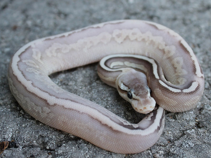 Cinnamon Lesser Pastel Yellow Belly