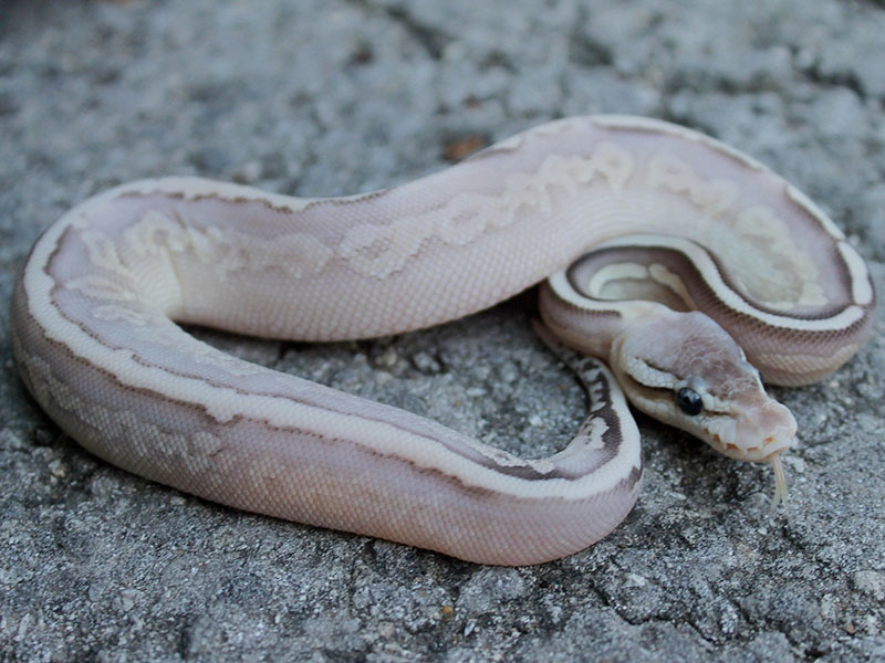 Cinnamon Lesser Pastel Yellow Belly