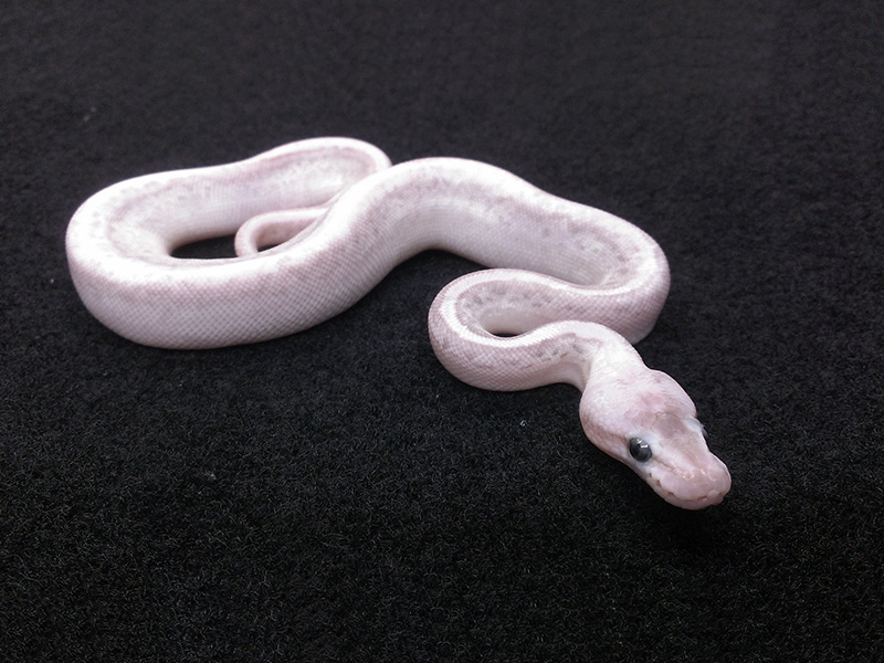 Cinnamon Lesser Pinstripe Pastel Yellow Belly