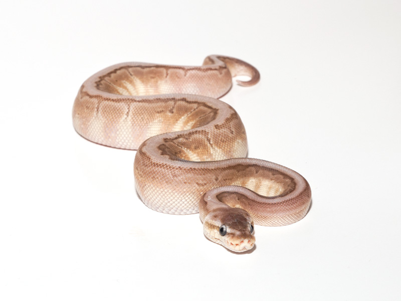 Cinnamon Lesser Pinstripe Woma