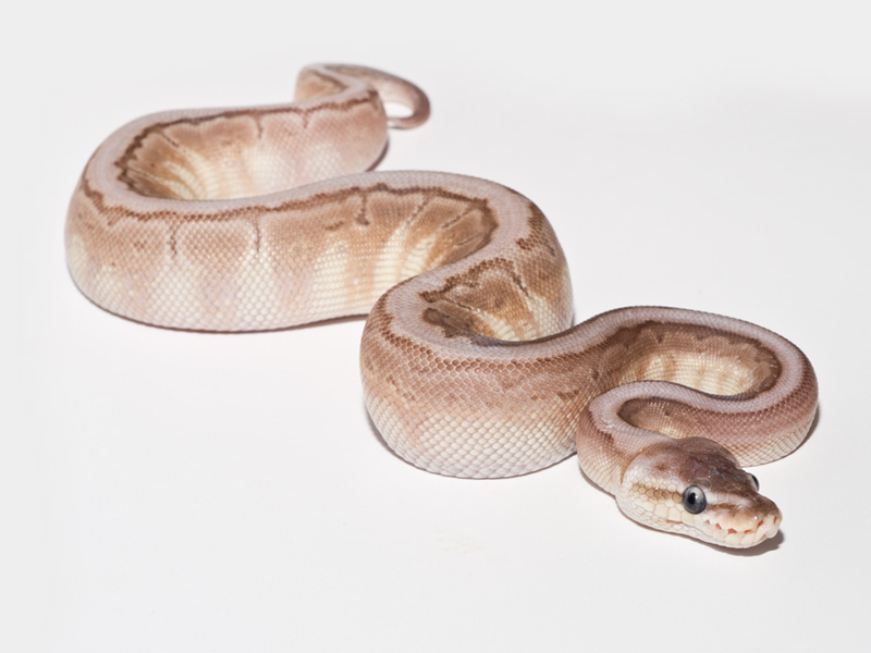 Cinnamon Lesser Pinstripe Woma