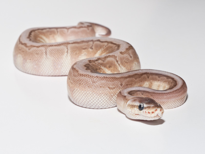 Cinnamon Lesser Pinstripe Woma