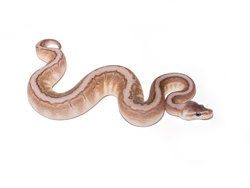 Cinnamon Lesser Pinstripe Woma