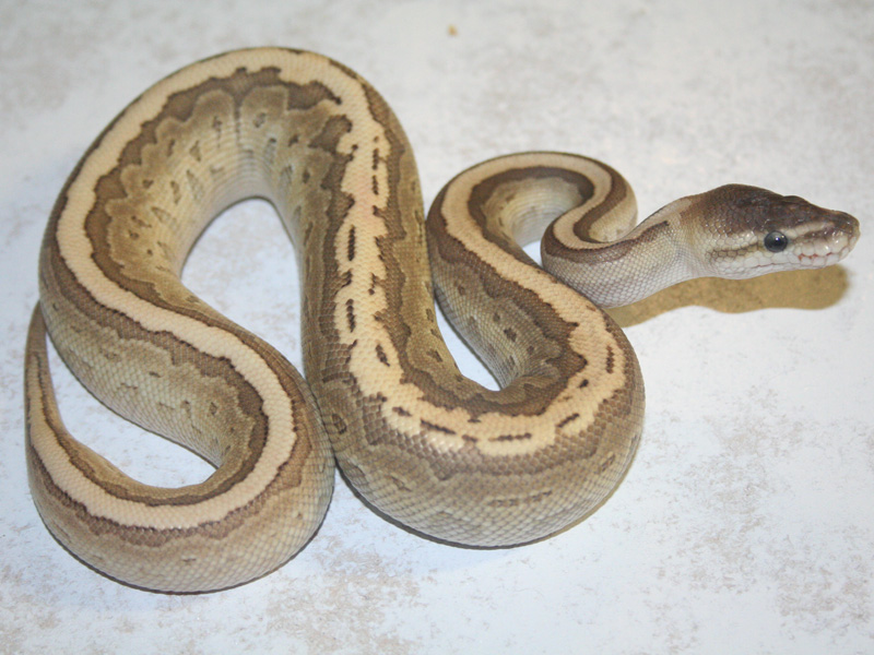 Cinnamon Lesser Pinstripe