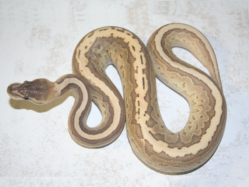 Cinnamon Lesser Pinstripe