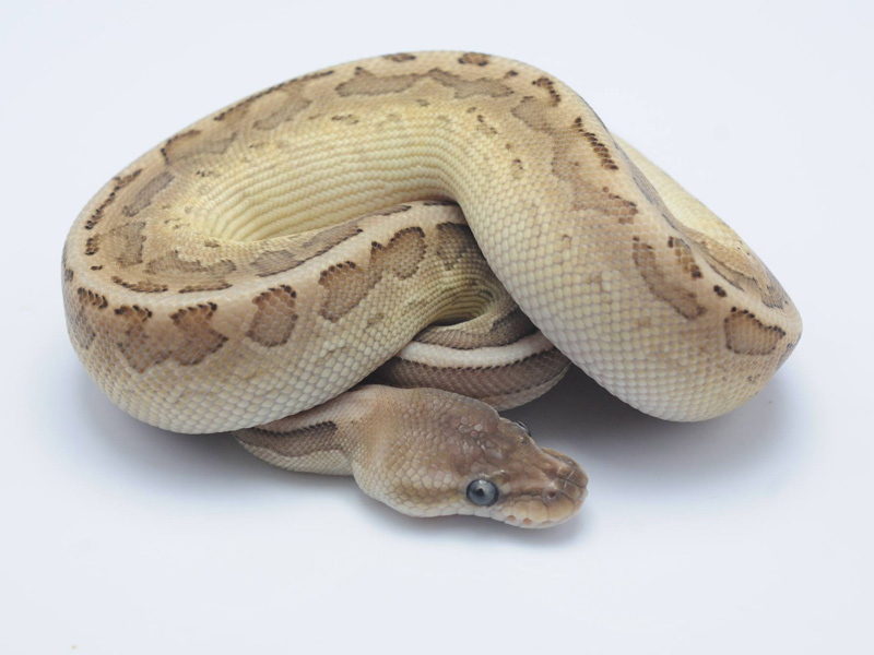 Cinnamon Lesser Pinstripe