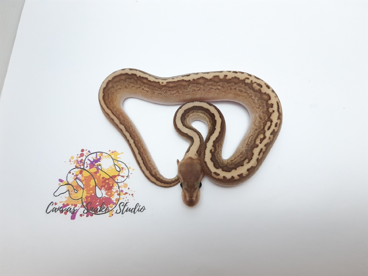 Cinnamon Lesser Pinstripe