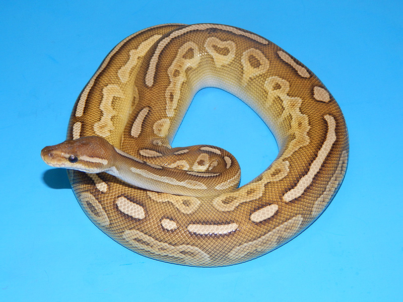 Cinnamon Lesser Specter