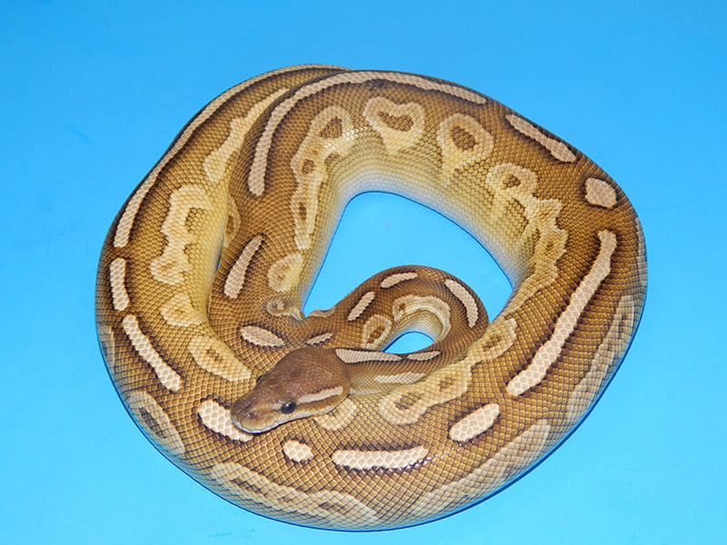 Cinnamon Lesser Specter