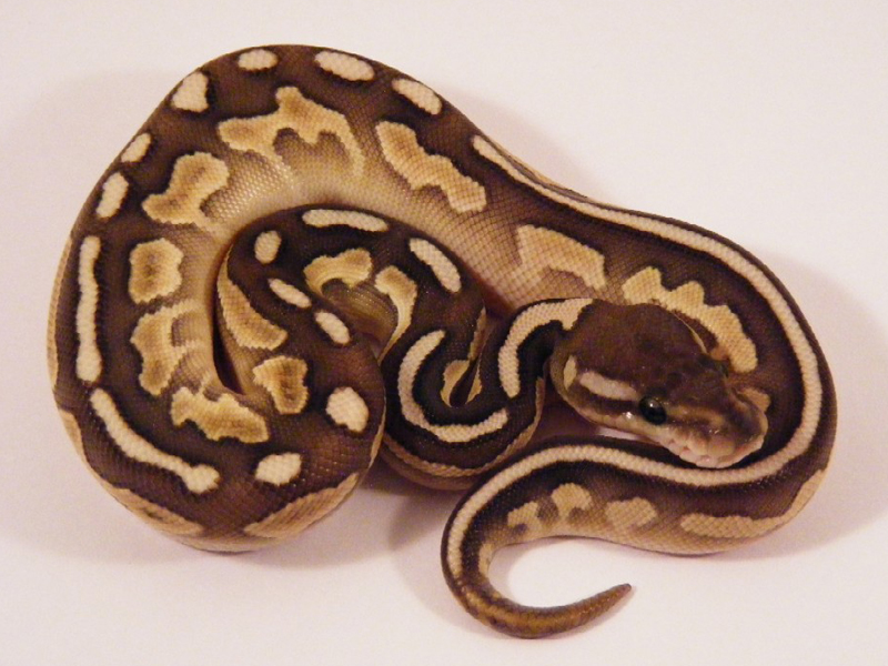 Cinnamon Lesser