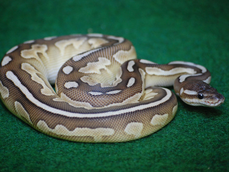 Cinnamon Lesser