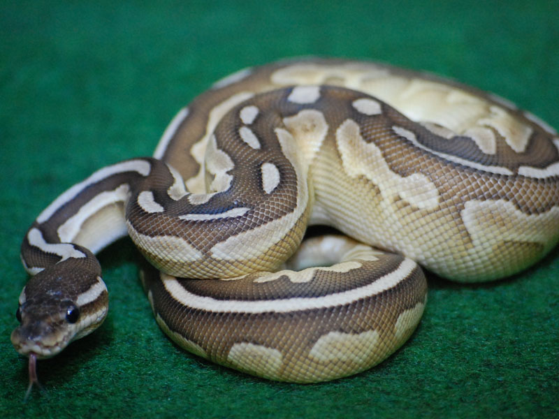 Cinnamon Lesser