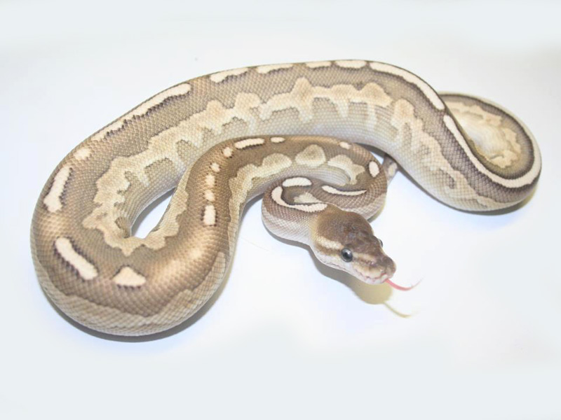 Cinnamon Lesser