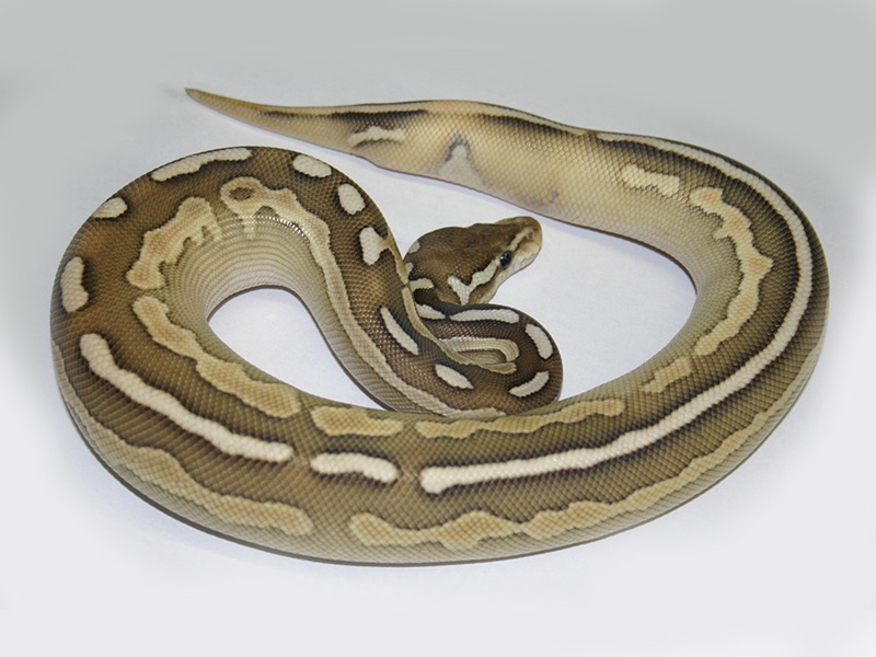 Cinnamon Lesser