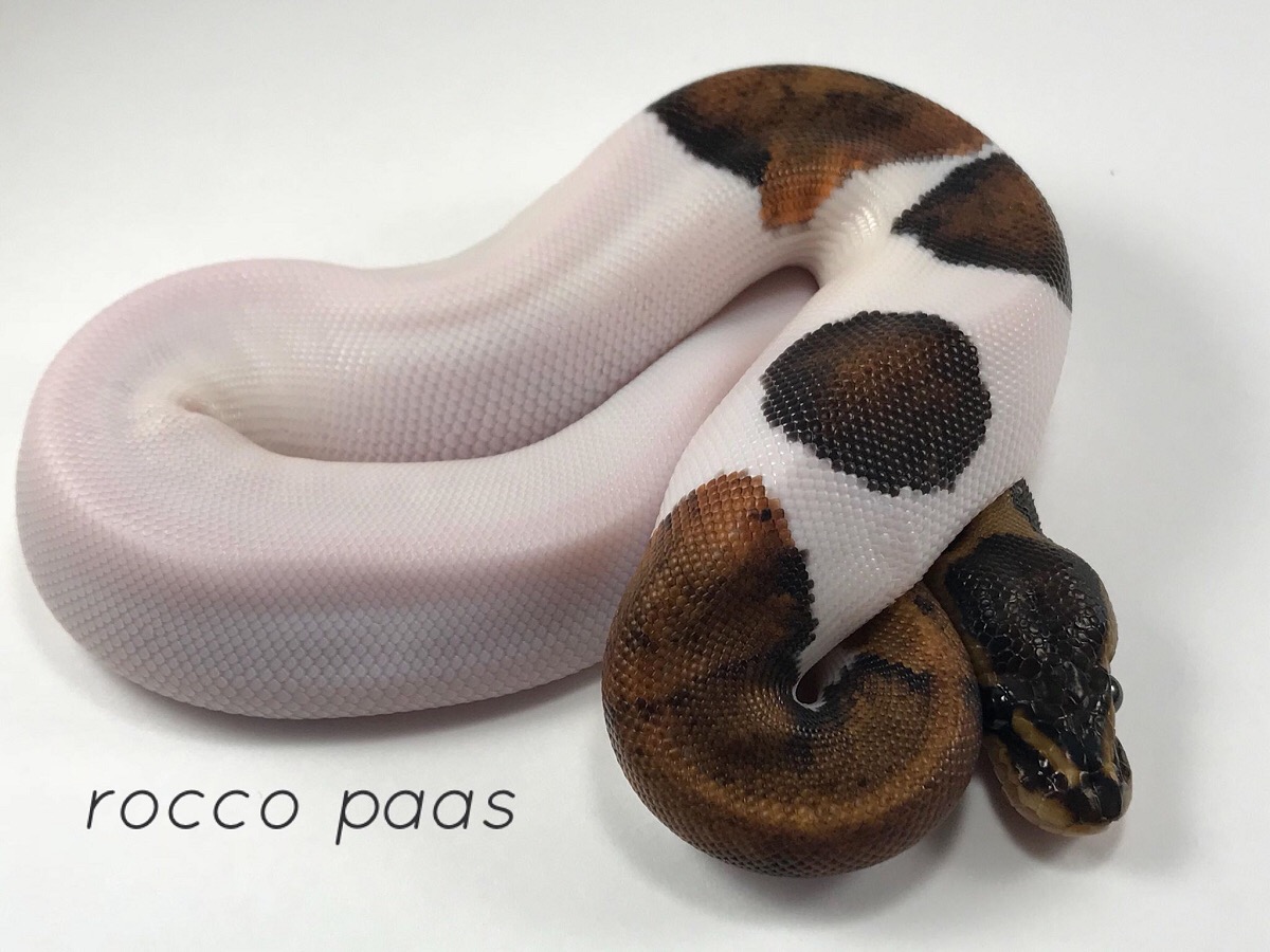 Cinnamon Mahogany Piebald