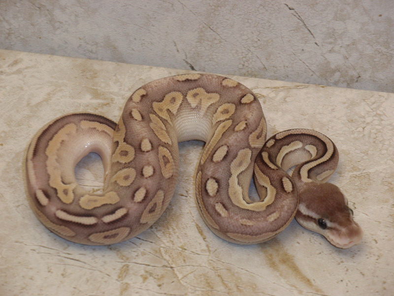 Cinnamon Mojave Mota