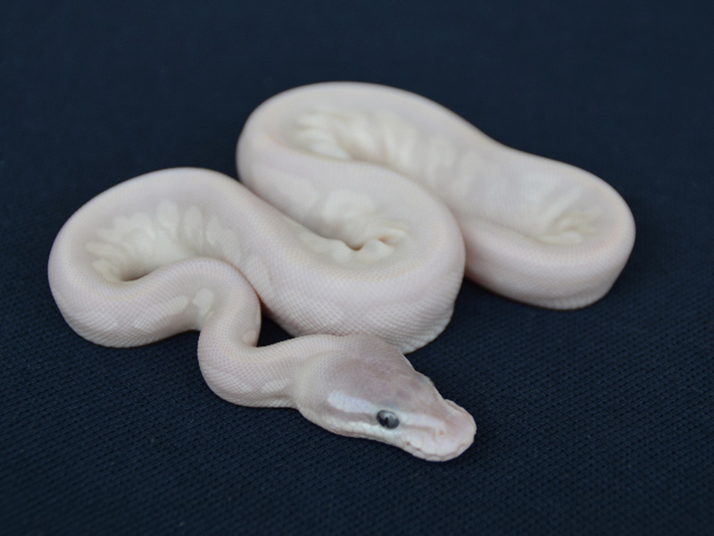 Cinnamon Mojave Mystic Pastel