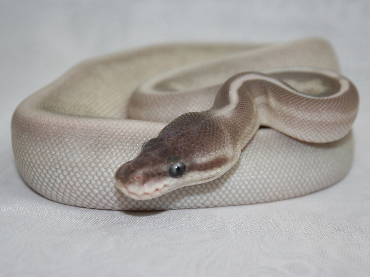 Cinnamon Mojave Mystic Pastel