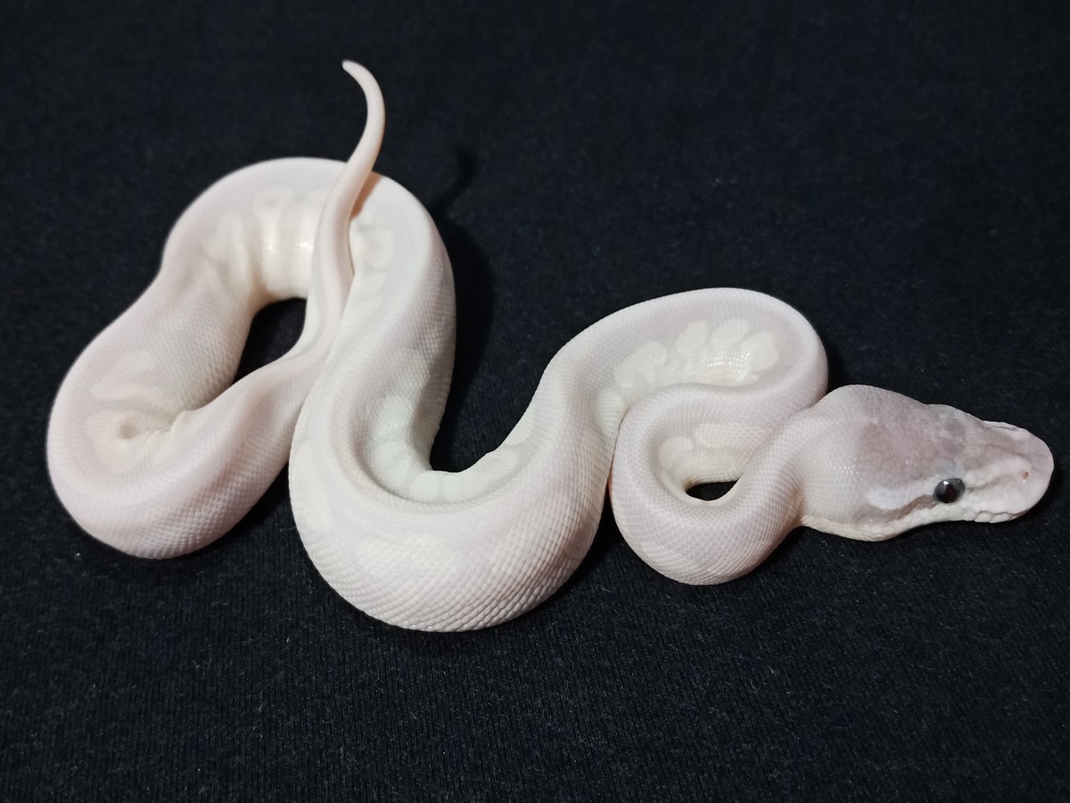 Cinnamon Mojave Mystic Pastel