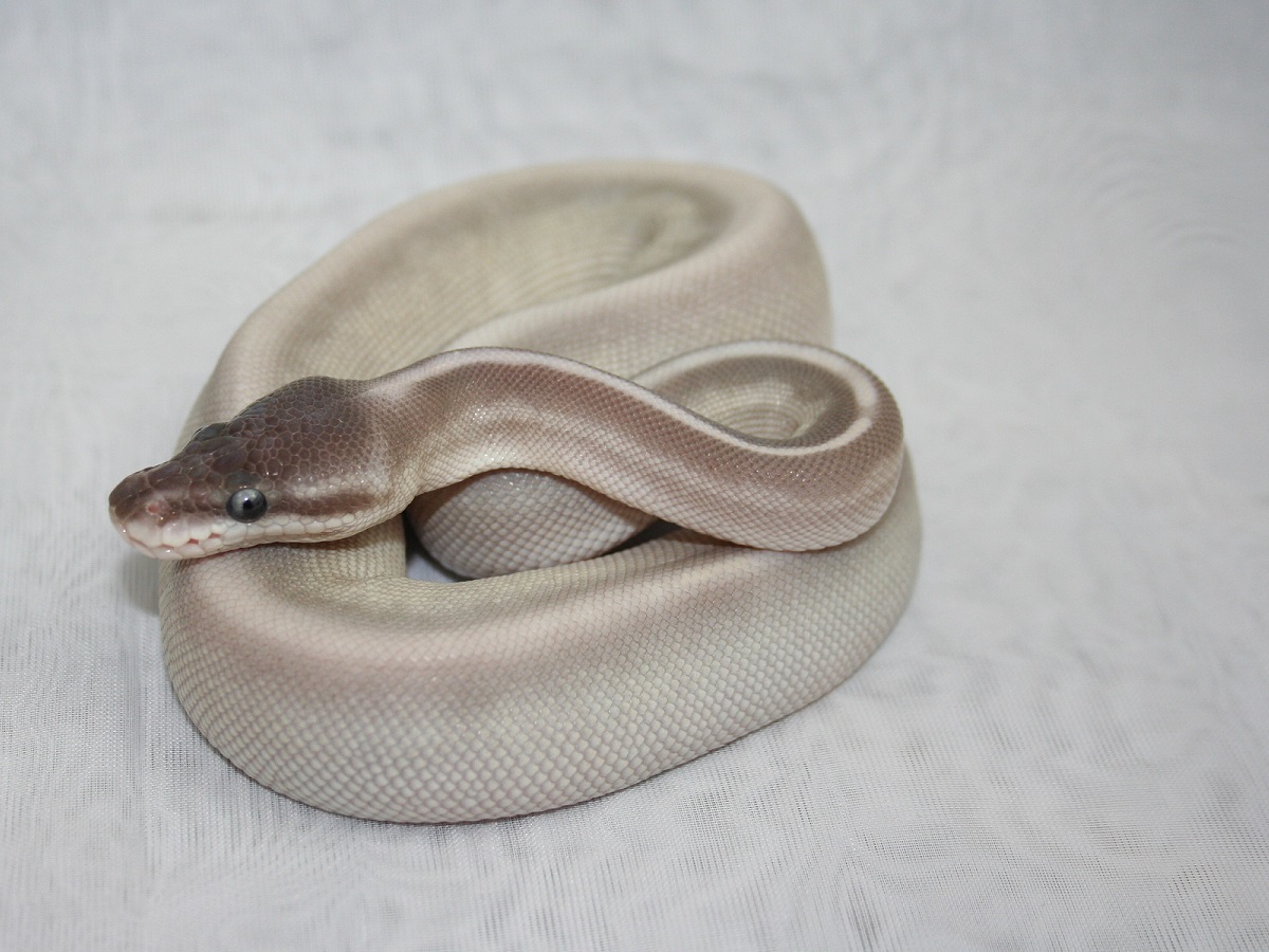 Cinnamon Mojave Mystic Pastel