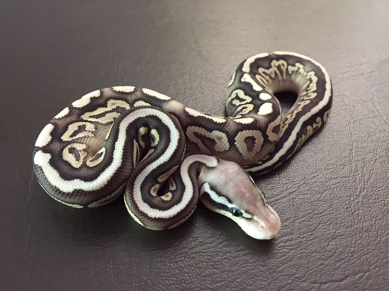 Cinnamon Mojave Pastel Spotnose