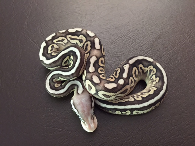 Cinnamon Mojave Pastel Spotnose