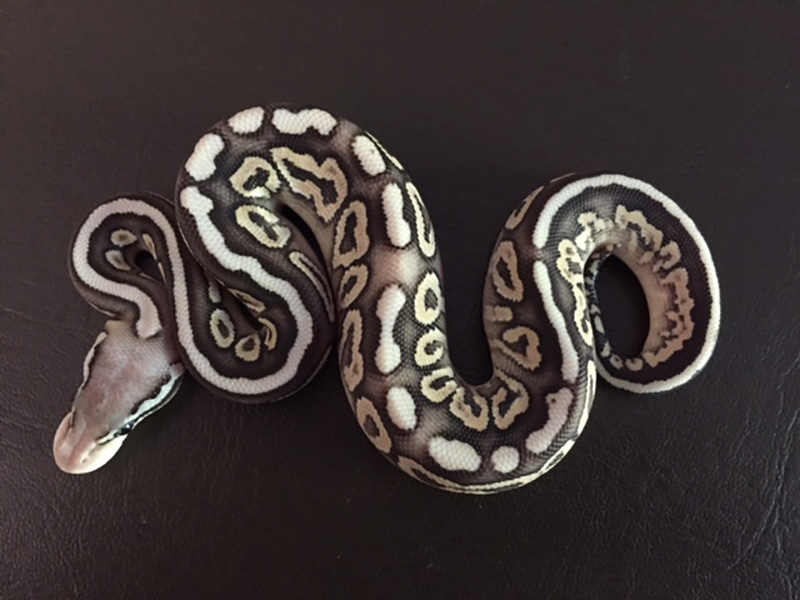 Cinnamon Mojave Pastel Spotnose