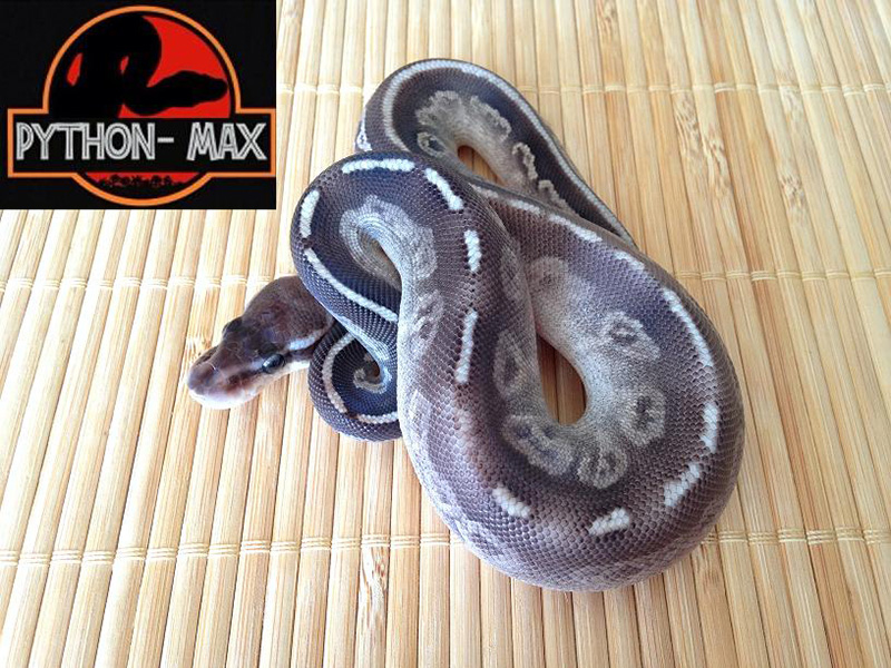 Cinnamon Mojave Pastel Sugar