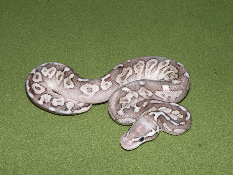 Cinnamon Mojave Pastel Woma