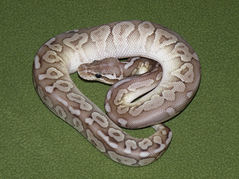 Cinnamon Mojave Pastel Woma