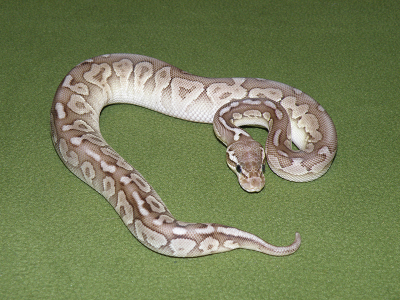 Cinnamon Mojave Pastel Woma